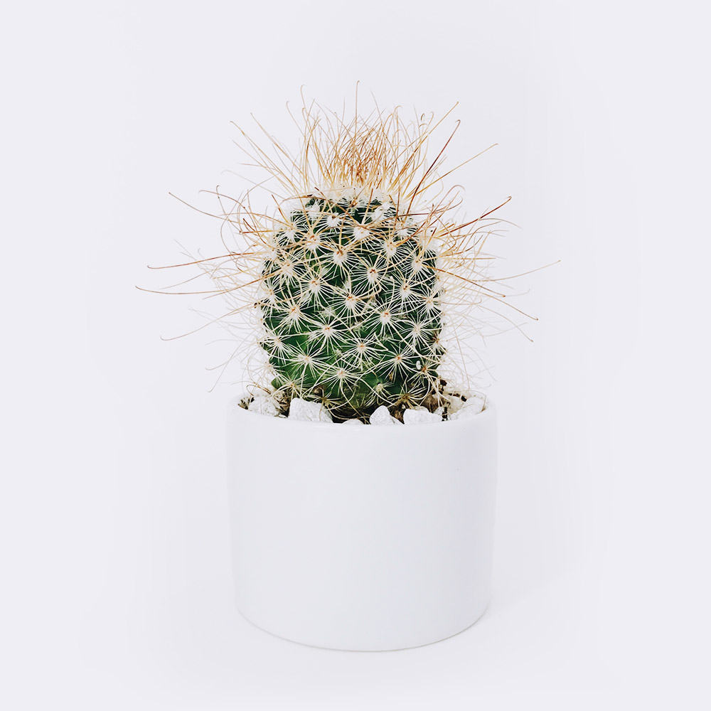 Star Cactus